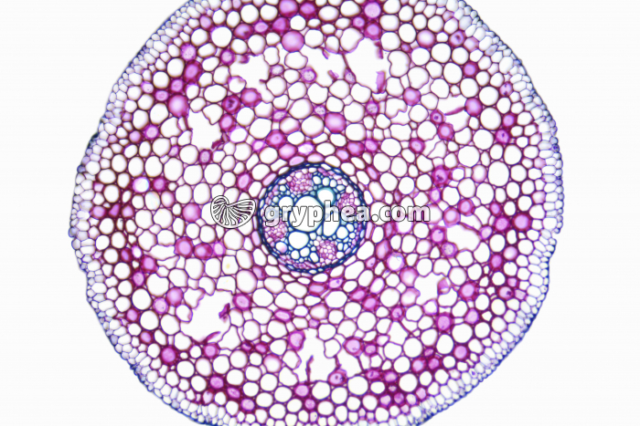 Racine de Renoncule x25 - gryphea.com